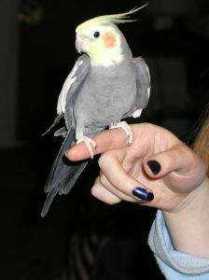 Lost Cockatiel