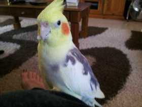 Lost Cockatiel