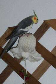 Lost Cockatiel