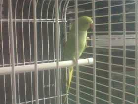 Lost Parrotlet