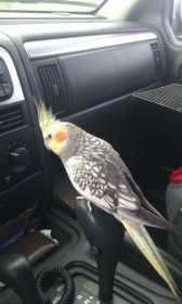 Lost Cockatiel