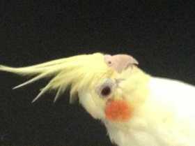 Lost Cockatiel