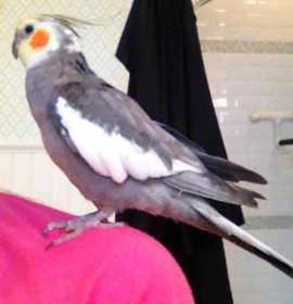 Lost Cockatiel