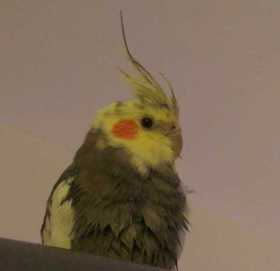 Lost Cockatiel