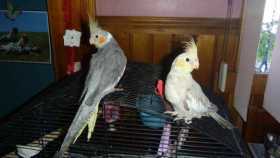 Lost Cockatiel