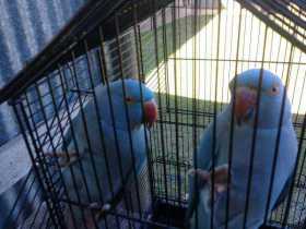 Lost Indian Ringneck Parakeet