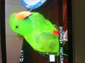 Lost Eclectus