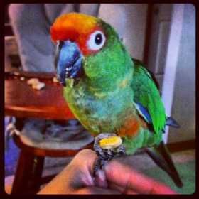 Lost Conure