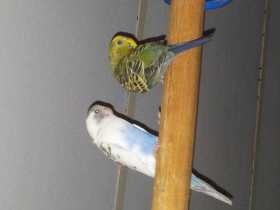 Lost Budgerigar