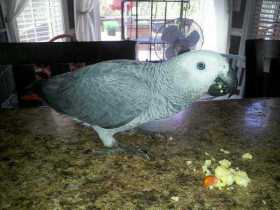 Lost African Grey