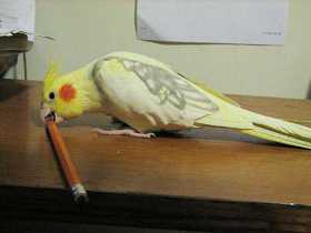 Lost Cockatiel