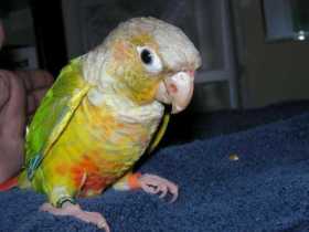 Lost Conure