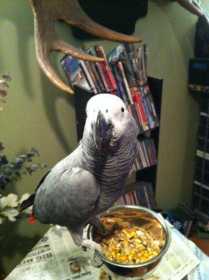 Lost African Grey