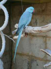 Lost Indian Ringneck Parakeet