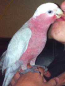 Lost Galah Cockatoo