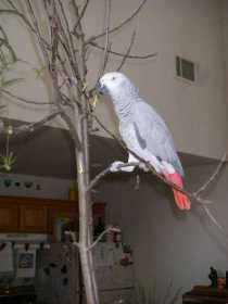 Lost African Grey