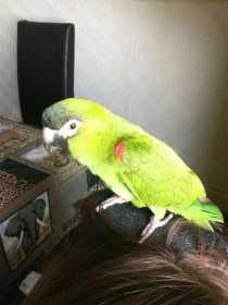 Lost Macaw