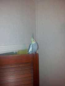 Lost Cockatiel