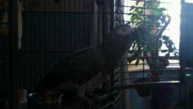 Lost African Grey