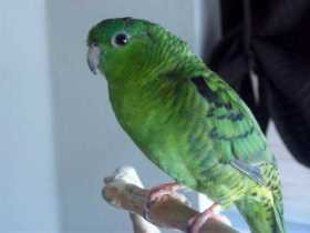 Lost Lineolated Parakeet