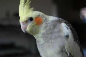 Lost Cockatiel