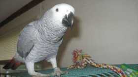 Lost African Grey