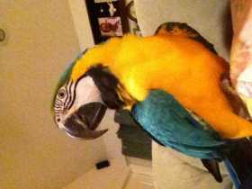 Lost Macaw