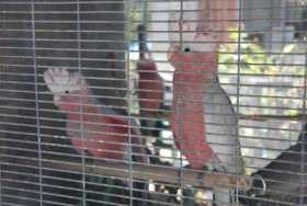 Lost Galah Cockatoo