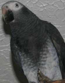 Lost African Grey