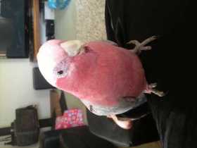 Lost Galah Cockatoo