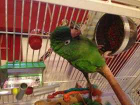 Lost Conure