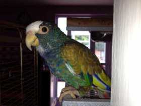 Lost Pionus