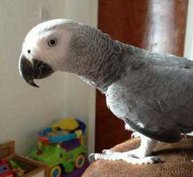 Lost African Grey