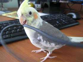 Lost Cockatiel