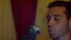 Lost African Grey