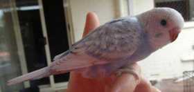 Lost Budgerigar