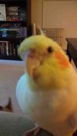 Lost Cockatiel