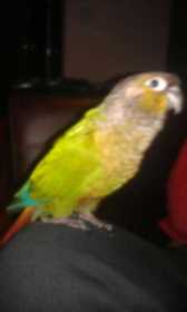 Lost Conure