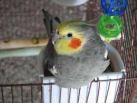 Lost Cockatiel