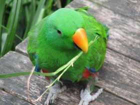 Lost Eclectus