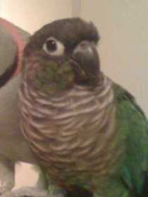 Lost Conure