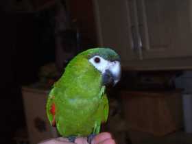 Lost Macaw