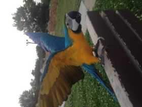 Lost Macaw