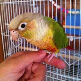 Lost Conure