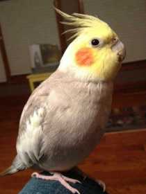 Lost Cockatiel