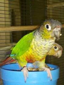 Lost Conure