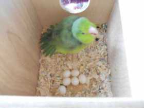 Lost Parrotlet