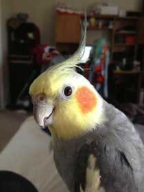 Lost Cockatiel