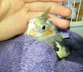 Lost Cockatiel