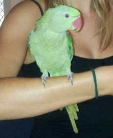 Lost Alexandrine